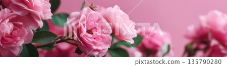 Pink rose blossoms and petals falling on soft background. Pink rose blossoms and delicate petals gently floating, creating a beautiful floral pattern Pink rose blossoms and petals falling on soft background. Pink rose blossoms and delicate petals gently floating, creating a beautiful floral pattern 135790280