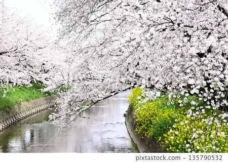 Cherry blossoms along the river 135790532