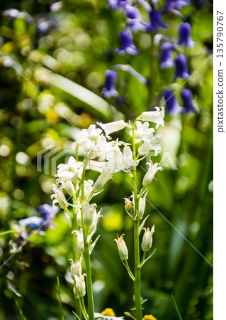Cute little white and purple bluebells in bright sunlight at Eastcote House on the outskirts of London Cute little white and purple bluebells in bright sunlight at Eastcote House on the outskirts of London 135790767