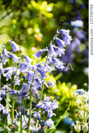Cute little white and purple bluebells in bright sunlight at Eastcote House on the outskirts of London Cute little white and purple bluebells in bright sunlight at Eastcote House on the outskirts of London 135790768