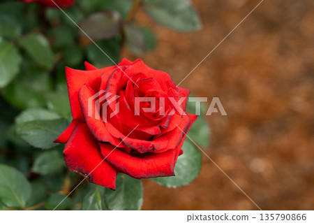 Bloom red rose with green leave in the garden Bloom red rose with green leave in the garden 135790866
