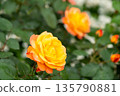 Bloom yellow rose with green leave in the garden 135790881