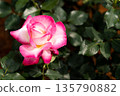 Bloom pink white rose with green leave in the garden 135790882
