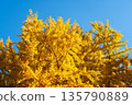 Yellow color of Ginkgo tree with the clear blue sky background 135790889