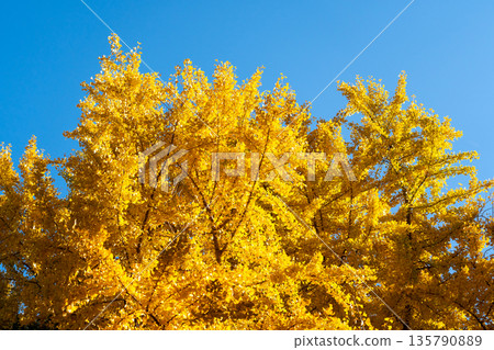 Yellow color of Ginkgo tree with the clear blue sky background 135790889