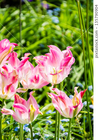 Pink and white tulips in bright sunlight at Eastcote House on the outskirts of London 135790904
