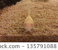 Front view of albino corydoras with cute whiskers 135791088