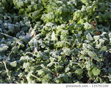 Green wildflowers shining with frost on a winter morning. The vitality of plants that can withstand the cold and the details of nature. 135791100