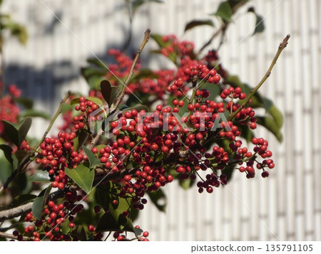 A close-up of the red berries shining brilliantly in the winter sunlight. Natural details and beautiful bokeh add color to the season. 135791105