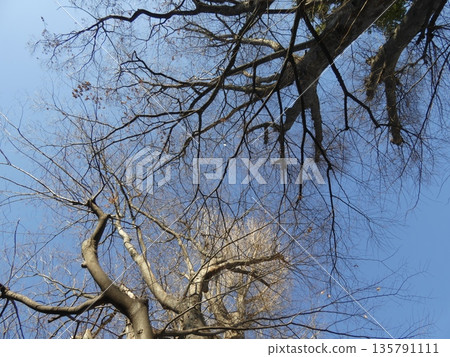 樹枝仰望湛藍的冬日天空。落葉樹的纖細輪廓，展現出大自然的美麗。 135791111