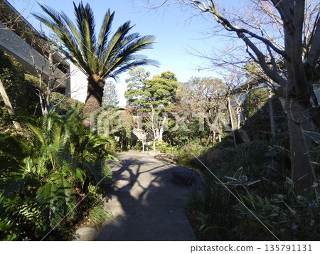 The garden's walking path is bathed in the soft winter sunlight. The green of the cycads and the long shadows of the trees create a tranquil afternoon scene. The garden's walking path is bathed in the soft winter sunlight. The green of the cycads and the long shadows of the trees create a tranquil afternoon scene. 135791131