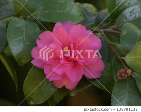 The vibrant deep pink camellias brighten up winter gardens. They have gorgeous double-flowered petals and glossy green leaves. The vibrant deep pink camellias brighten up winter gardens. They have gorgeous double-flowered petals and glossy green leaves. 135791132