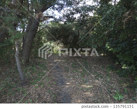 一條幽靜陰涼的步道，通往川崎市健康森林的深處。 135791151