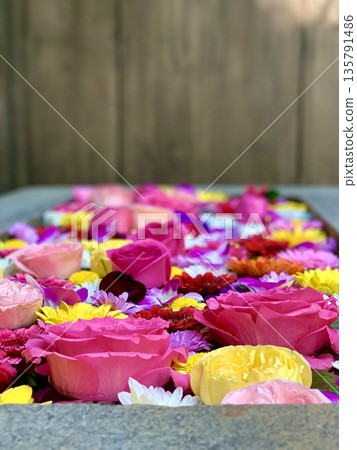 愛知縣岡崎市菅尾神宮一月盛開的鮮花水池(玫瑰、非洲菊、菊花和紫羅蘭)。 愛知縣岡崎市菅尾神宮一月盛開的鮮花水池(玫瑰、非洲菊、菊花和紫羅蘭)。 135791486