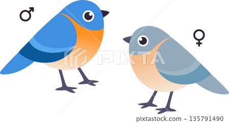 Cute cartoon male and female bluebird Cute cartoon male and female bluebird 135791490