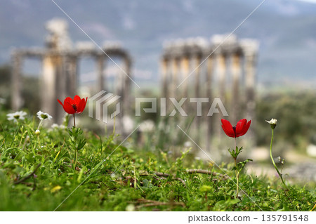 Columns of the ancient temple of Zeus at Euromos was an ancient city in Caria Anatolia Turkey Columns of the ancient temple of Zeus at Euromos was an ancient city in Caria Anatolia Turkey 135791548
