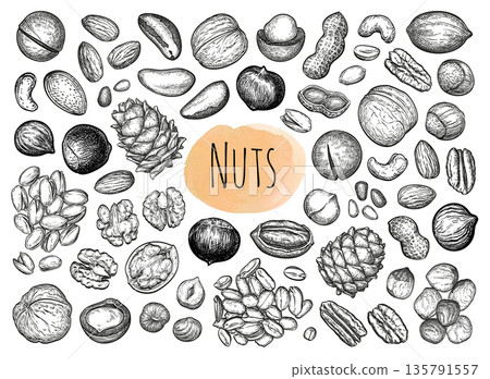 Set of nut sketches. Hand drawn illustration Set of nut sketches. Hand drawn illustration 135791557