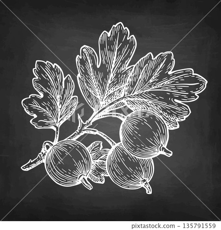 Gooseberry branch chalk sketch. Gooseberry branch chalk sketch. 135791559