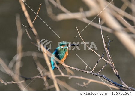 翠鳥 翠鳥 135791564