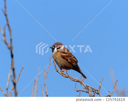 Sparrow that fits in branches Sparrow that fits in branches 135791619