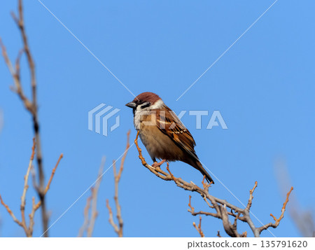 Sparrow that fits in branches 135791620