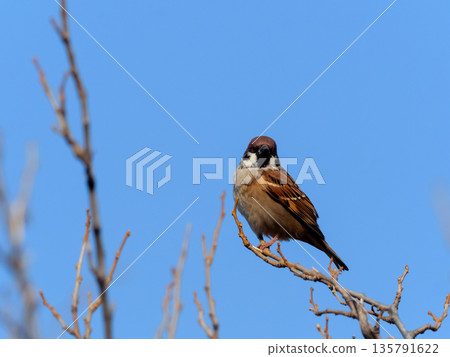 Sparrow that fits in branches Sparrow that fits in branches 135791622