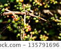 Coffee plant branch with young green beans, organic agriculture farming, fresh coffee cherries growth, sustainable cultivation concept 135791696
