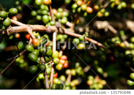 Coffee plant branch with young green beans, organic agriculture farming, fresh coffee cherries growth, sustainable cultivation concept Coffee plant branch with young green beans, organic agriculture farming, fresh coffee cherries growth, sustainable cultivation concept 135791696
