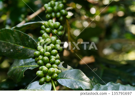 Coffee plant branch with young green beans, organic agriculture farming, fresh coffee cherries growth, sustainable cultivation concept Coffee plant branch with young green beans, organic agriculture farming, fresh coffee cherries growth, sustainable cultivation concept 135791697
