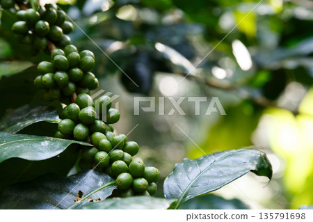 Coffee plant branch with young green beans, organic agriculture farming, fresh coffee cherries growth, sustainable cultivation concept Coffee plant branch with young green beans, organic agriculture farming, fresh coffee cherries growth, sustainable cultivation concept 135791698