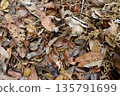Top down view of dry brown and orange leaves on ground in autumn forest. Natural organic texture background of dead foliage, fall season pattern and environmental decay in tropical wood. 135791699
