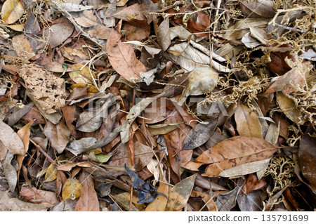 Top down view of dry brown and orange leaves on ground in autumn forest. Natural organic texture background of dead foliage, fall season pattern and environmental decay in tropical wood. Top down view of dry brown and orange leaves on ground in autumn forest. Natural organic texture background of dead foliage, fall season pattern and environmental decay in tropical wood. 135791699