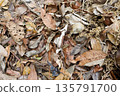 Top down view of dry brown and orange leaves on ground in autumn forest. Natural organic texture background of dead foliage, fall season pattern and environmental decay in tropical wood. 135791700