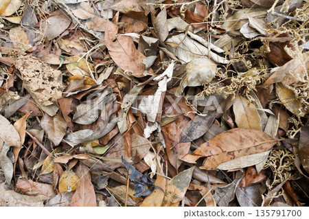 Top down view of dry brown and orange leaves on ground in autumn forest. Natural organic texture background of dead foliage, fall season pattern and environmental decay in tropical wood. Top down view of dry brown and orange leaves on ground in autumn forest. Natural organic texture background of dead foliage, fall season pattern and environmental decay in tropical wood. 135791700