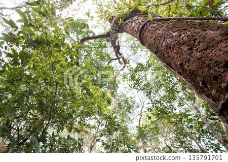 low angle view looking up tree trunk and green canopy in asia tropical rainforest. Beautiful nature tall tree background representing growth, environment sustainability, carbon management and ESG. low angle view looking up tree trunk and green canopy in asia tropical rainforest. Beautiful nature tall tree background representing growth, environment sustainability, carbon management and ESG. 135791701