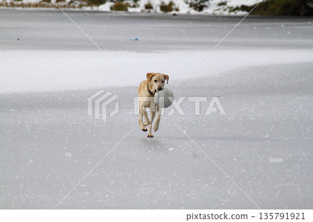 dog running on ice dog running on ice 135791921