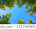 竹林和天空 135792068
