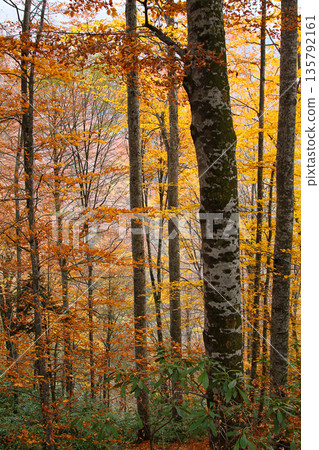 autumn in the woods autumn in the woods 135792161