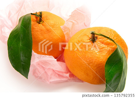 Kanagawa Prefecture's mandarin oranges, the scent of Shonan 135792355