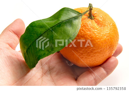 Kanagawa Prefecture's mandarin oranges, the scent of Shonan 135792358