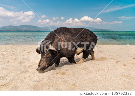 Wild black pig walking on sandy tropical beach near Samui Island, clear turquoise sea and distant mountains, sunny sky and wide copy space for travel and wildlife concept 135792382