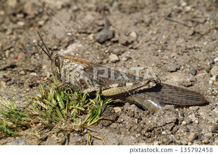 A Grasshopper In Nature. Close up insect. 135792458