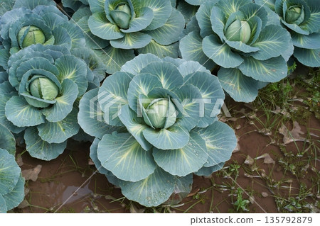 Danish ballhead cabbage in the garden, close-up. Green cabbage, in the shape of rose blossom, is covered in water droplets. The concept of growing vegetables in a home garden. Real photo, high angle.  135792879