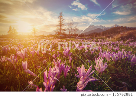 Spring crocus flowers in the green grass, Velika Planina, Kamnic, Slovenia, Easter sunny landscape Spring crocus flowers in the green grass, Velika Planina, Kamnic, Slovenia, Easter sunny landscape 135792991