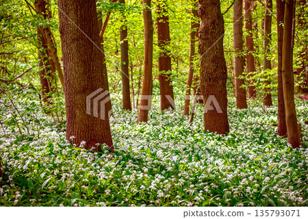 Stunning spring beech forest scene with loads of flowering ramsons - wild garlic 135793071
