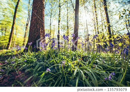 Blossoming lovely spring violet-blue flowers - common bluebells or hyacinthoides, Belgium Blossoming lovely spring violet-blue flowers - common bluebells or hyacinthoides, Belgium 135793079