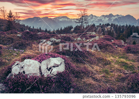 Heather flowers blooming at sunset, Velika Planina, Kamnic, Slovenia, Easter sunny landscape Heather flowers blooming at sunset, Velika Planina, Kamnic, Slovenia, Easter sunny landscape 135793096