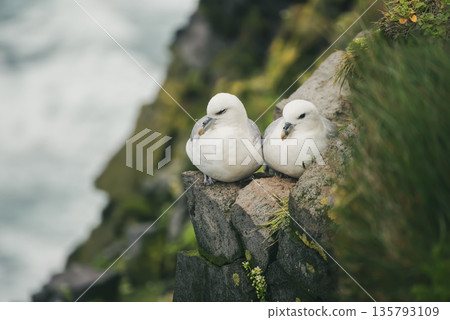 Couple of Northern Fulmar, Fulmarus glacialis birds sitting on the rock in Iceland at summer 135793109