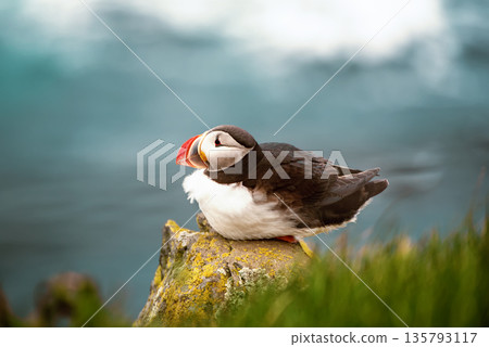 Single atlantic puffin in Iceland, animal outdoor background Single atlantic puffin in Iceland, animal outdoor background 135793117