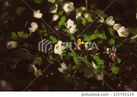 White anemone flowers growing in spring forest, natural seasonal background White anemone flowers growing in spring forest, natural seasonal background 135793124